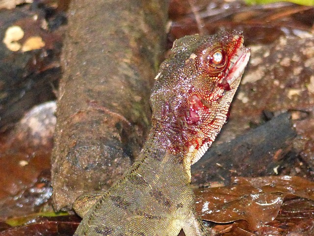 Free Lizard Iguana photo and picture