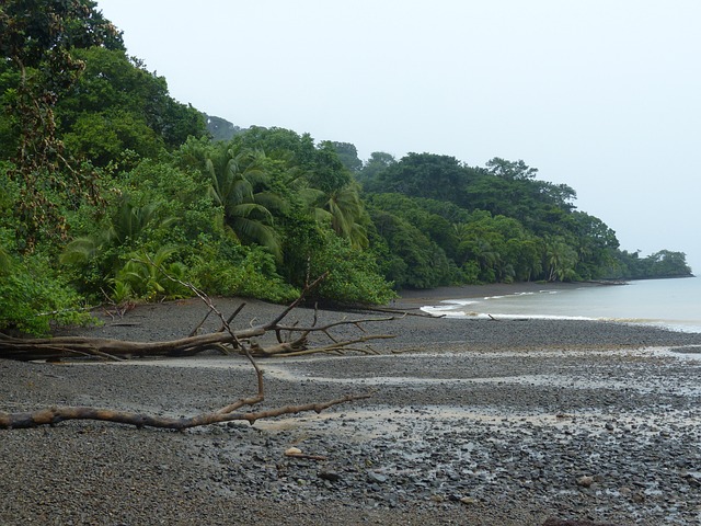 Free Beach Coast photo and picture