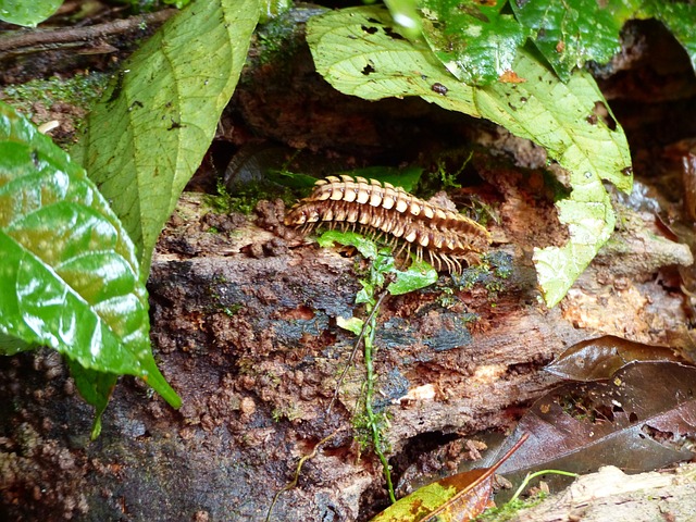 Animals Pairing Insects - Free photo on Pixabay