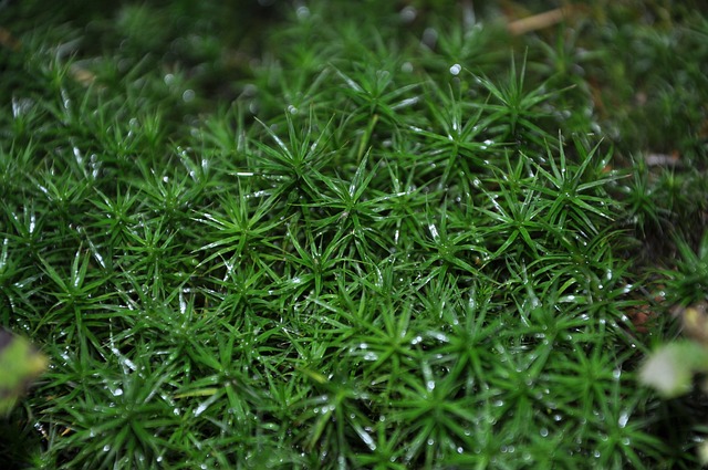 Free Moss Plant photo and picture