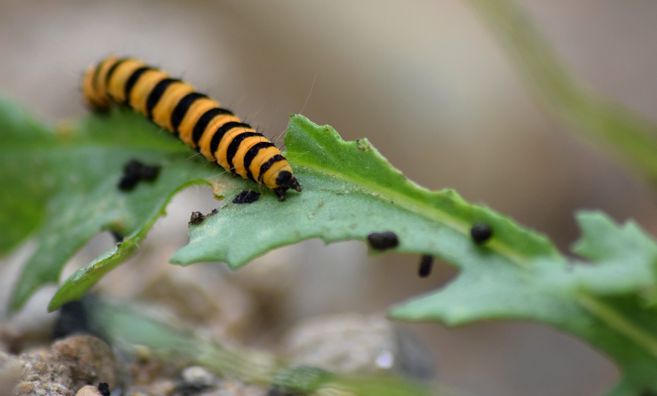 Caterpillar Insect Bug - Free photo on Pixabay