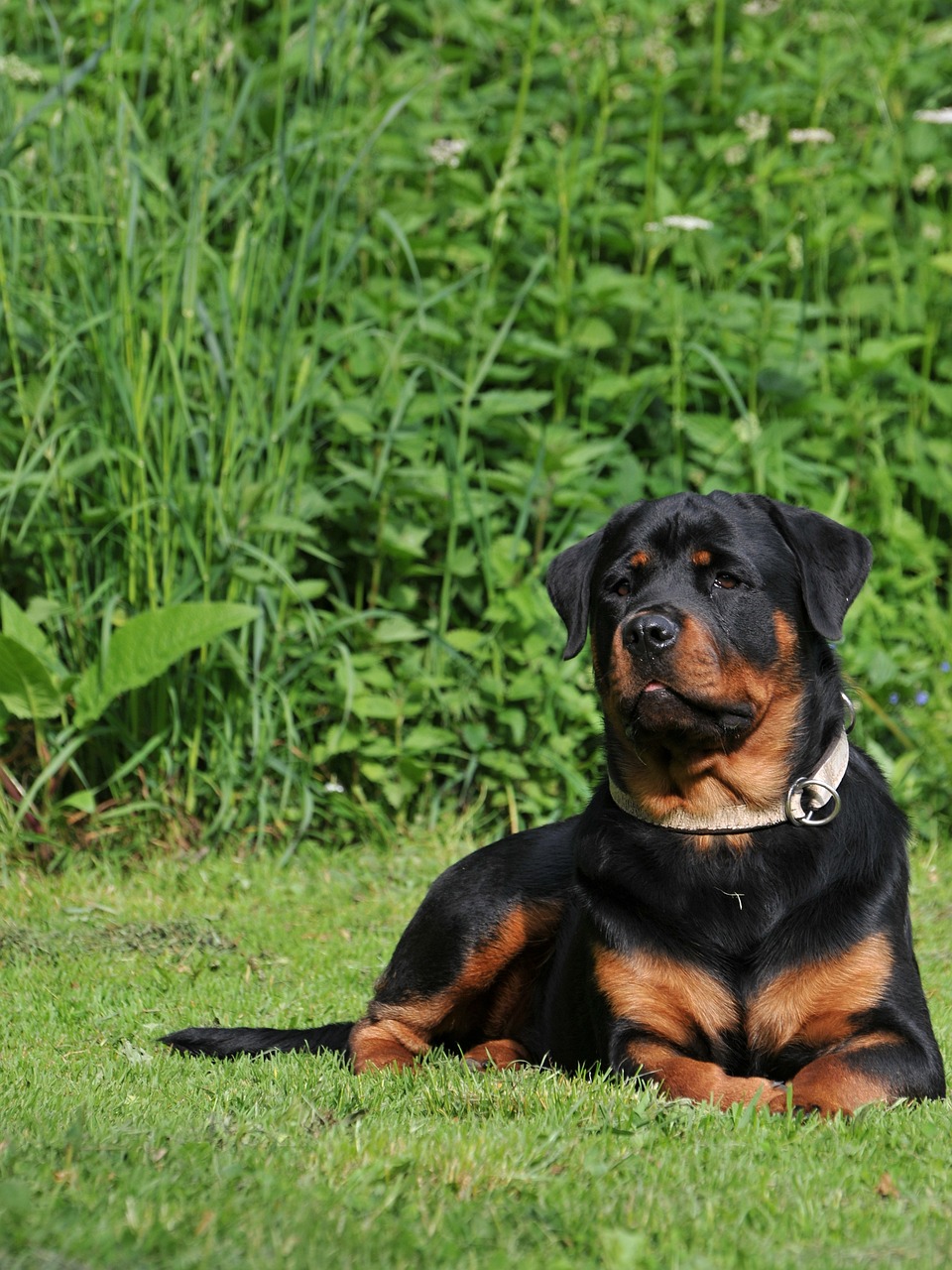 dog-canine-pet-free-photo-on-pixabay-pixabay