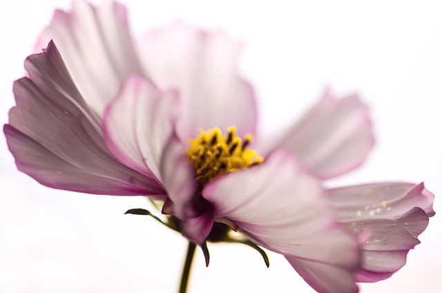 Free Flower Pink photo and picture