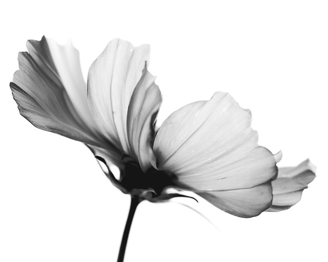 Free Flower Petals photo and picture