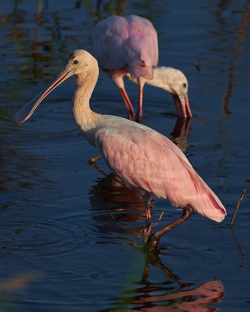 Free Birds Plumage photo and picture