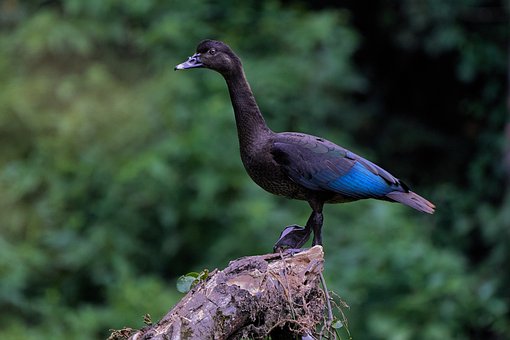 Free Bird Perched photo and picture