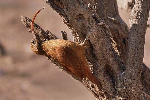 Free Bird Plumage photo and picture