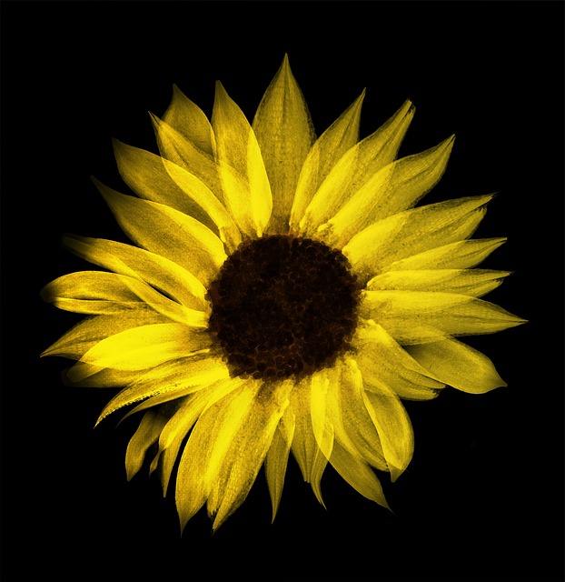Solsikke, Akvarell, Blomst, Blomster
