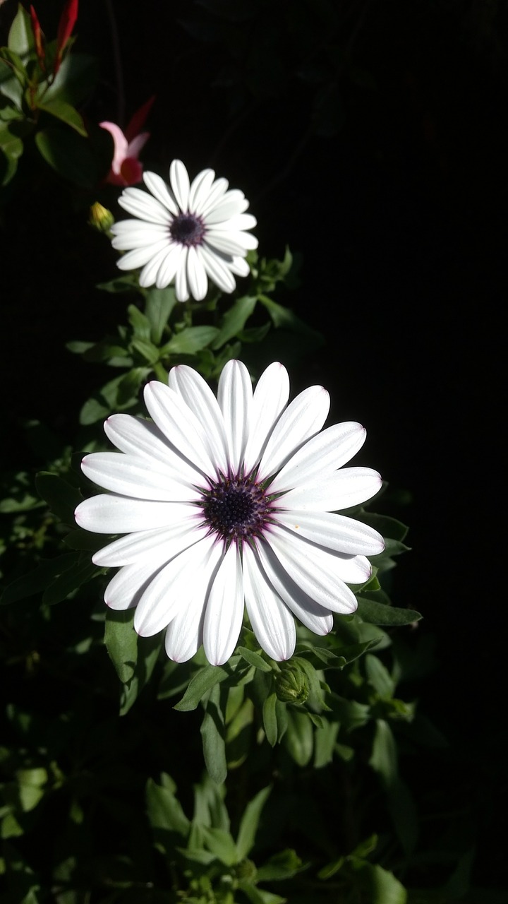 Flower White Petals Without - Free photo on Pixabay - Pixabay
