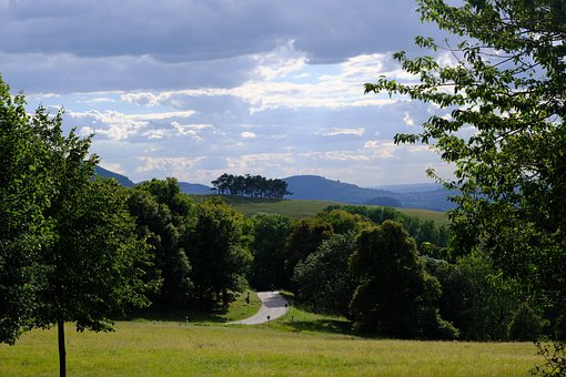 Free Forest Trees photo and picture