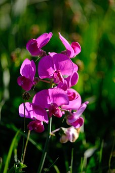 Free Sweet Pea Pink Sweet Pea photo and picture