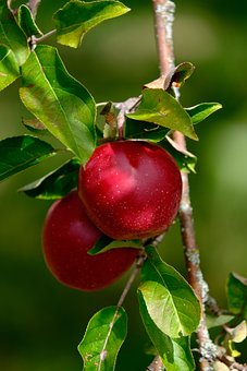 Free Apples Red Apples photo and picture