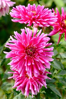 Free Dahlias Flowers photo and picture