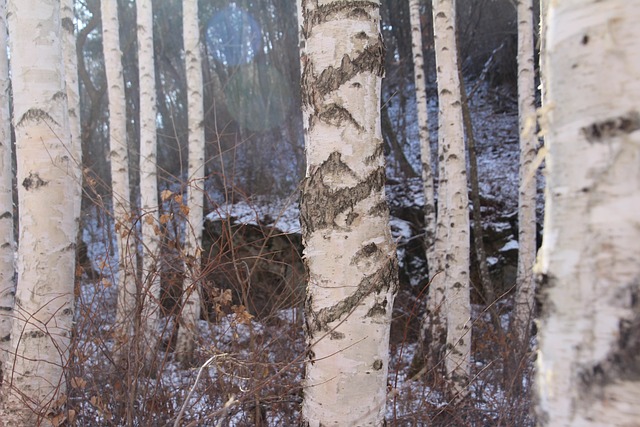 Free Trees Forest photo and picture
