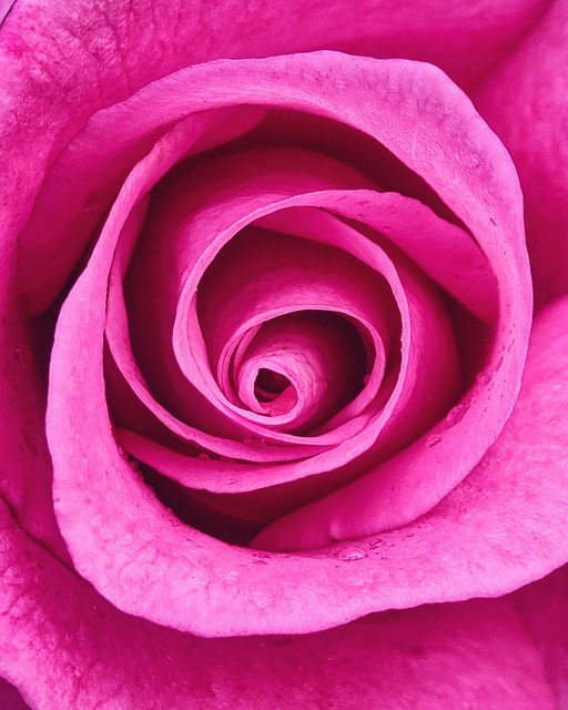 Free Flower Petals photo and picture