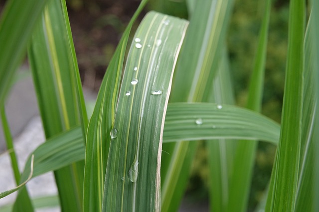 Free Plants Raindrops Nature photo and picture
