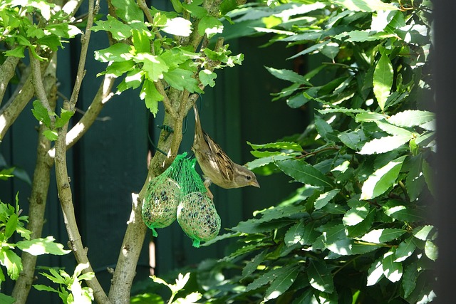 Free Nature Garden photo and picture