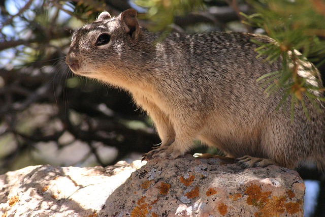 Free Ground Squirrel Squirrel photo and picture