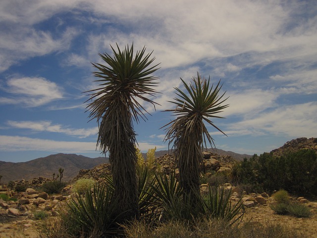 Free Joshua Tree Usa photo and picture