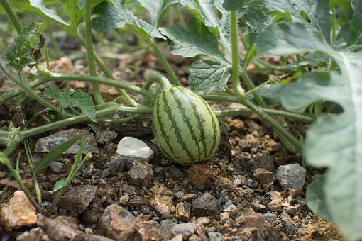 Free Watermelon Soil photo and picture