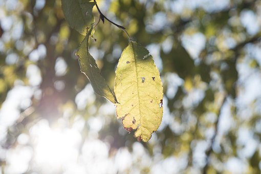Free Branch Bright photo and picture