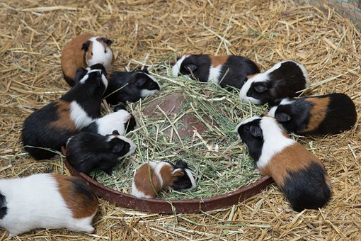 Free Cavia Guinea Pig photo and picture