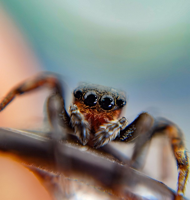 Makro, Macroshot, Makrofotografering