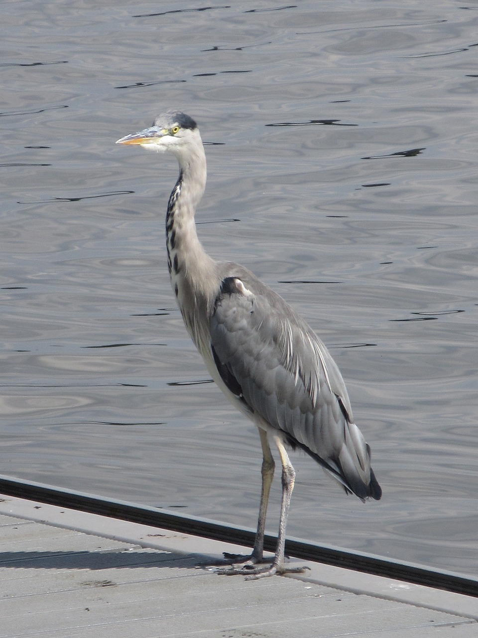 サギ 湖 鳥 - Pixabayの無料写真 - Pixabay