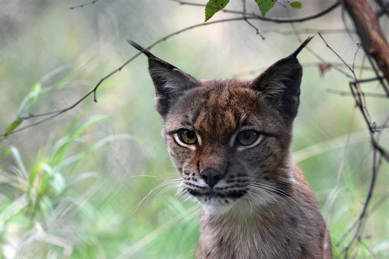 猞猁 猫科动物 猫 - Pixabay上的免费照片 - Pixabay