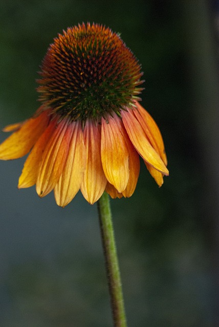 Free Coneflower Pollen photo and picture