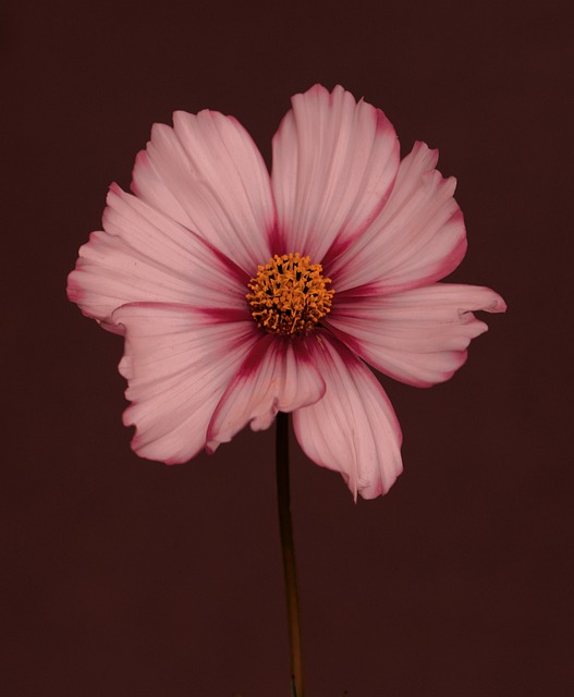 Free Flower Petals photo and picture