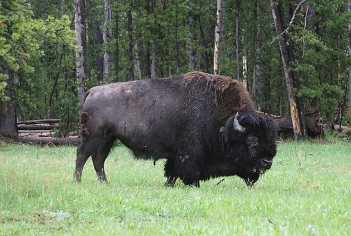 Free Buffalo Bison photo and picture