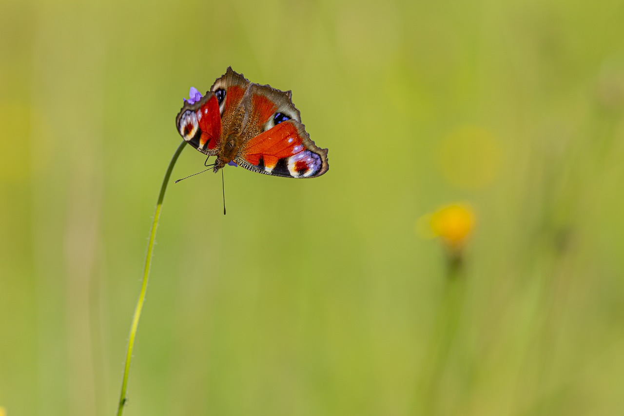 Download free HD stock image of Pollination Butterfly Free Pollination Butterfly photo and picture