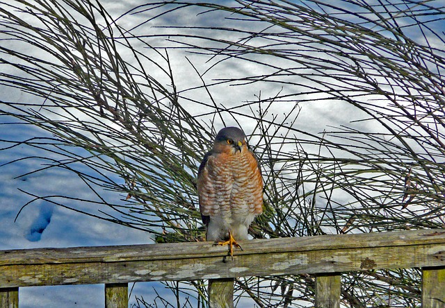 Free Bird Sparrowhawk photo and picture