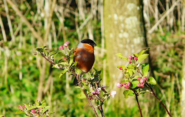 Free Bird Bullfinch photo and picture