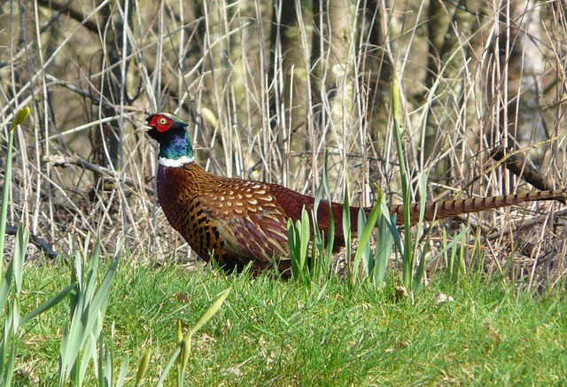 Free Pheasant Bird photo and picture