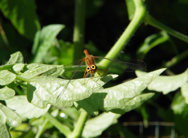 Free Dragon Fly Garden photo and picture