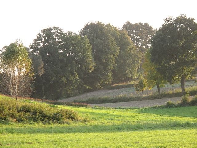 Free Trees Meadow photo and picture