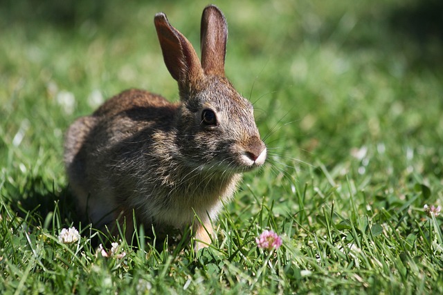 Page 3 - 6,000+ Free Rabbit Hole & Rabbit Photos - Pixabay