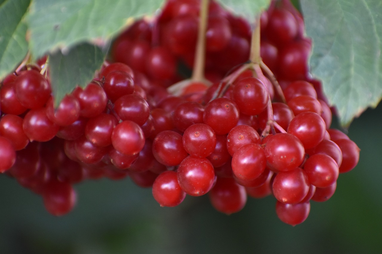 Rowen Berry Rowan Berries Red - Free photo on Pixabay - Pixabay