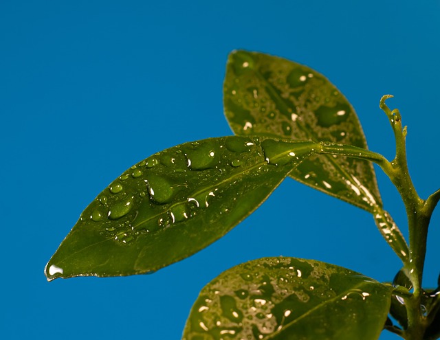 Free Green Plant photo and picture