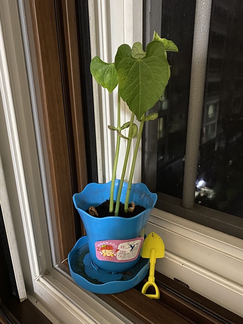 Free Plant Bean photo and picture
