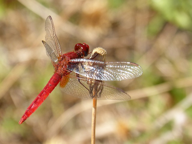 Libelle Rote Getrocknete Kostenloses Foto Auf Pixabay Libelle Rote Getrocknete Kostenloses Foto Auf Pixabay