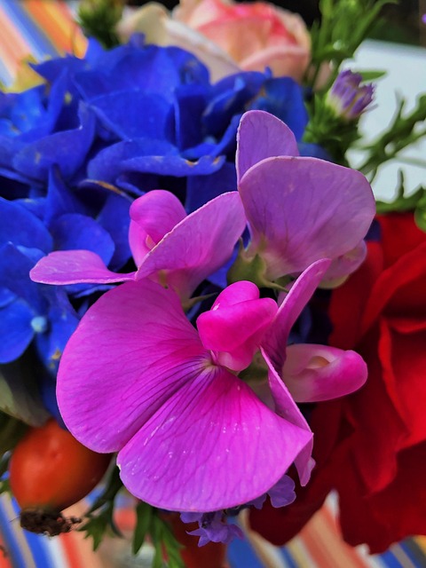 Free Flower Blossoms photo and picture