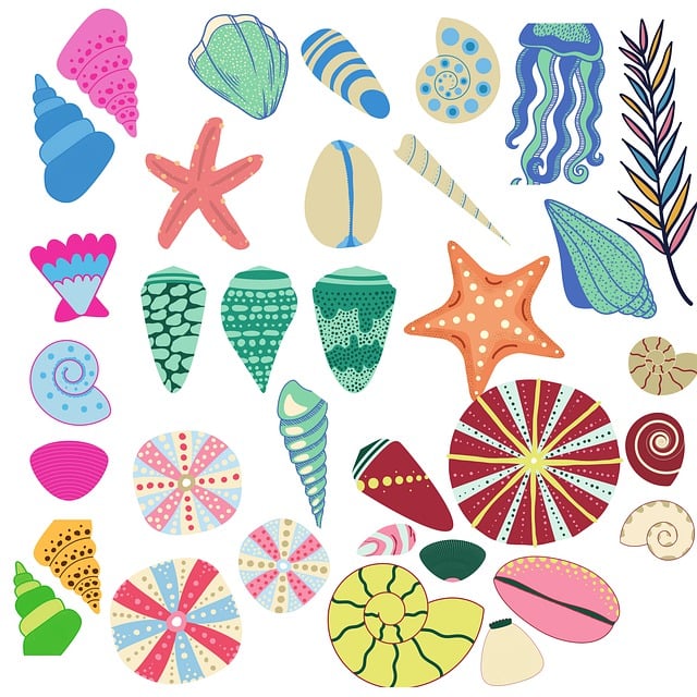 Free shell conch cowrie illustration