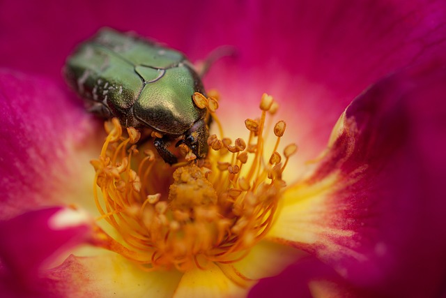 Free Rose Beetle Beetle photo and picture