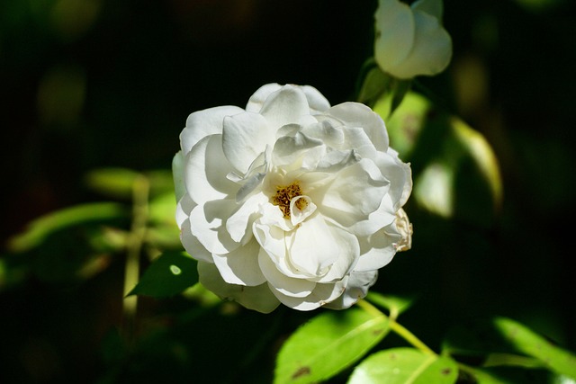 Free White Flower Rose photo and picture