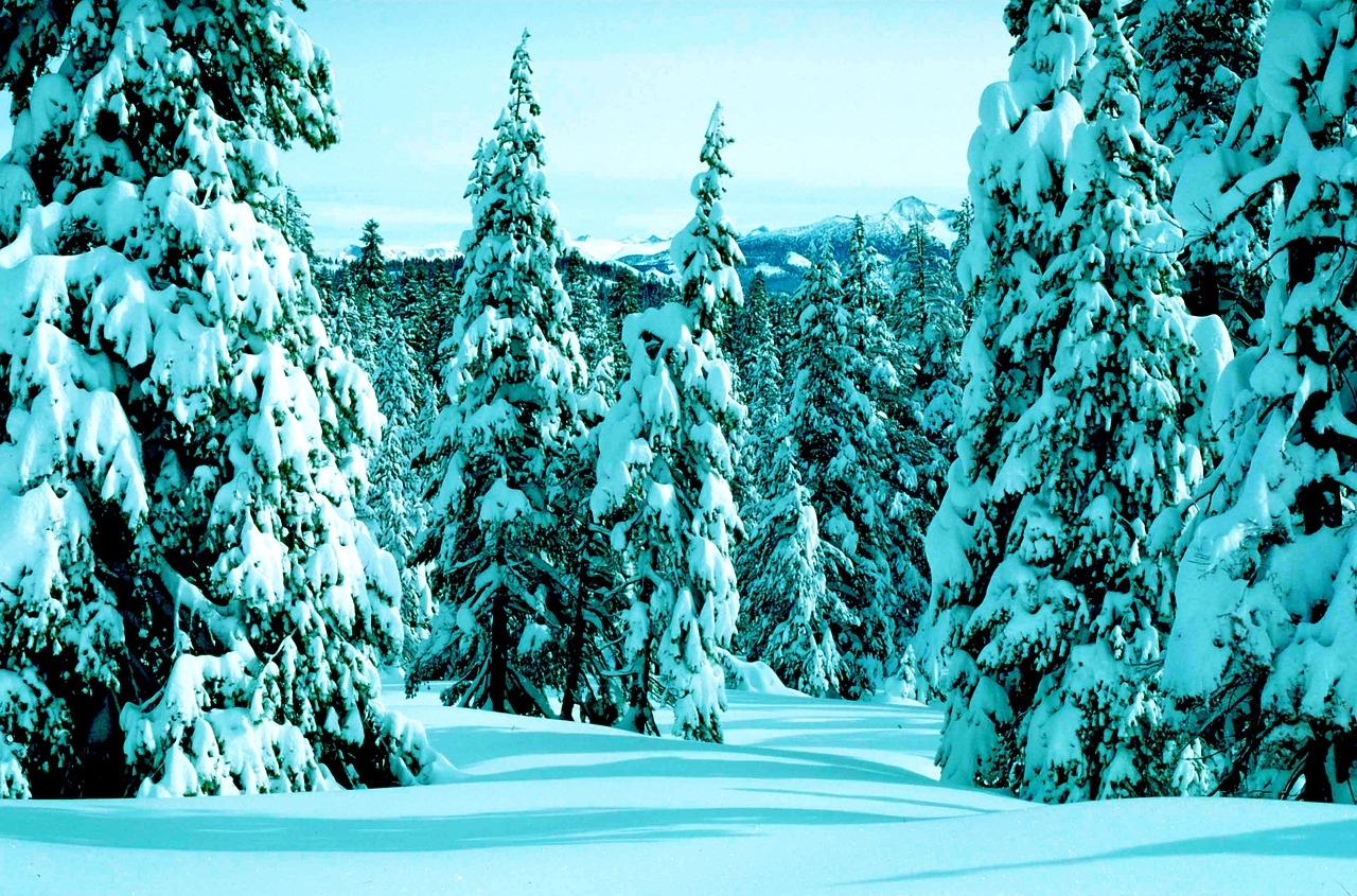 Landscape Snow Trees - Free photo on Pixabay - Pixabay