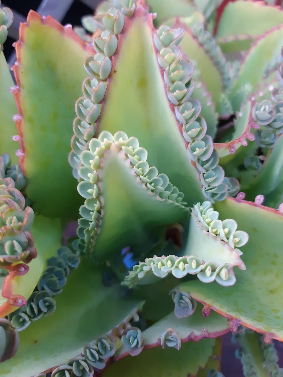 Mother Of Thousands Plant - Free photo on Pixabay - Pixabay