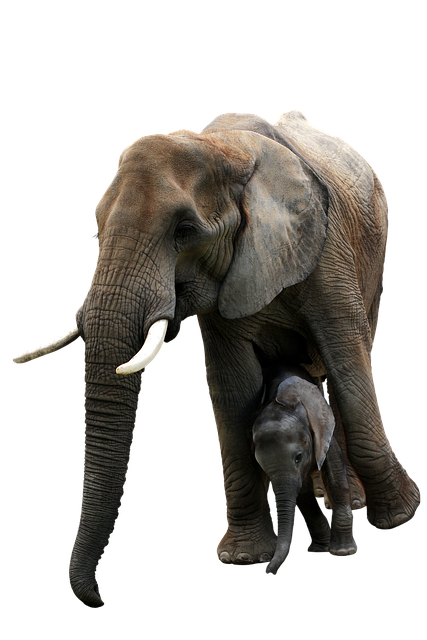 Free elephants mother and child calf illustration